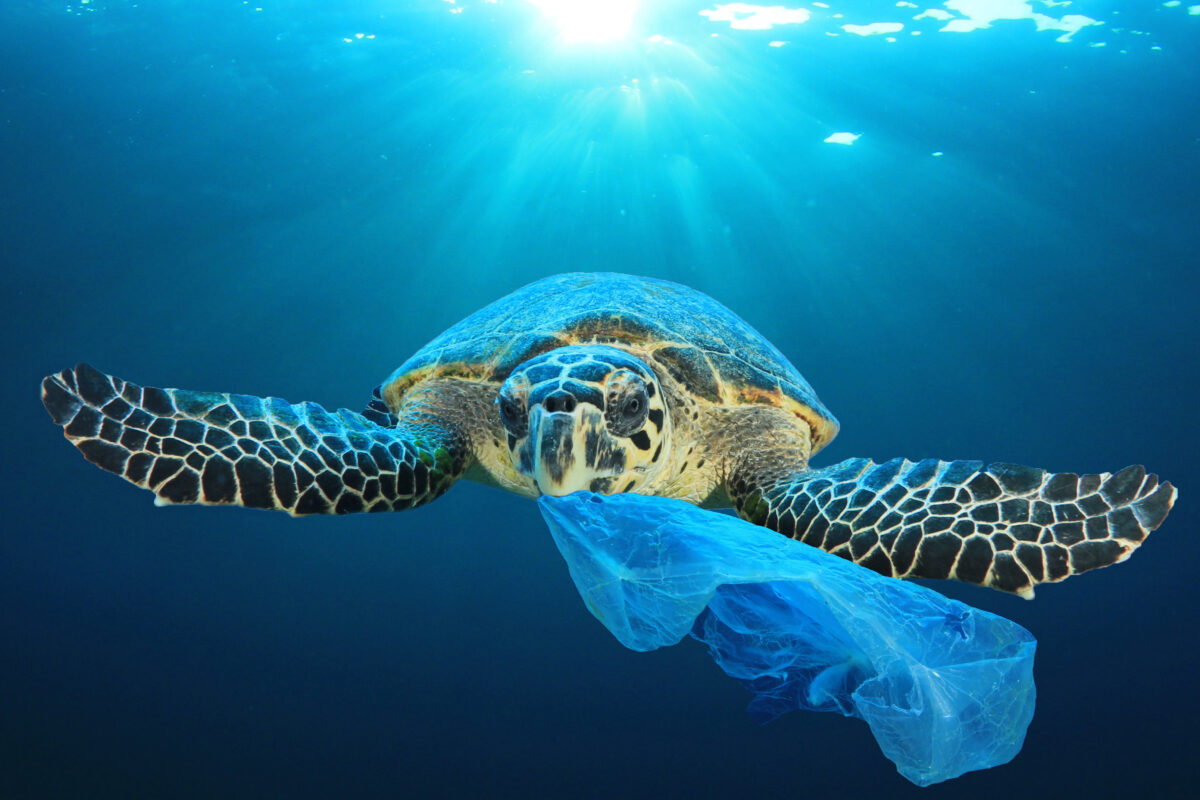 Sea Shepherd campagna su inquinamento da plastica mari agenda 2030