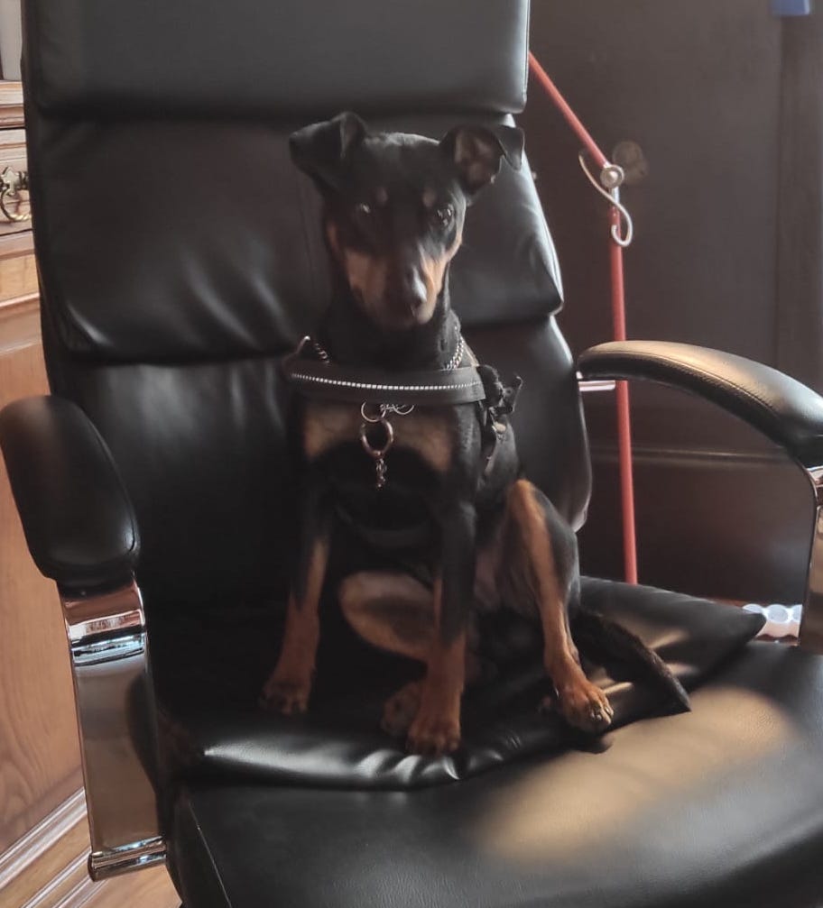 Simba-Stuart-mascotte-magma-marketing-agenzia-torino